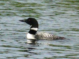 Loon on the Lake